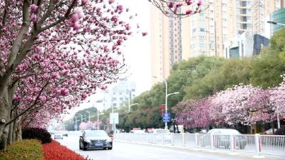 深入学习贯彻党的二十届三中全会精神丨石首市乡镇办区负责人谈全面深化改革（调关镇）